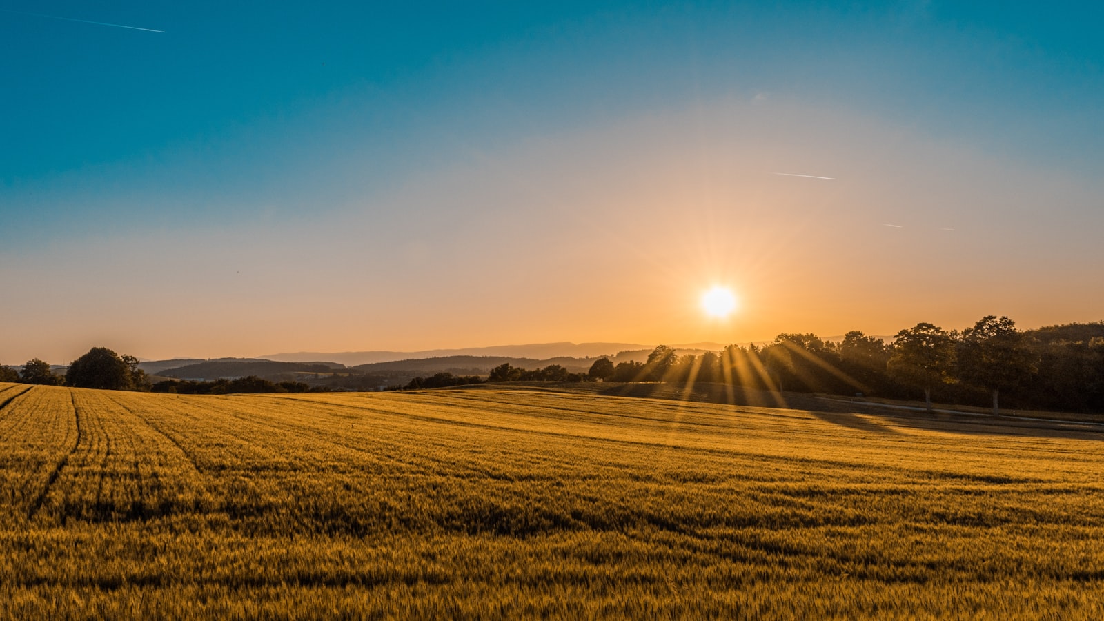Golden fields in the evening sun